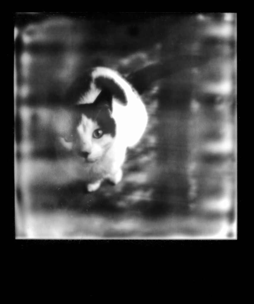 Polaroid SX-70 Black & White instant film