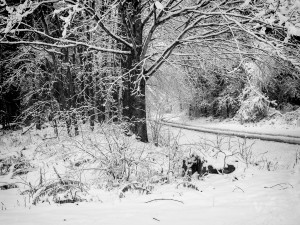 through-snow-covered-trees-PB270001