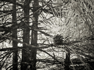 Infrared photograph, details of pine growing in an abandoned gravel pit.
