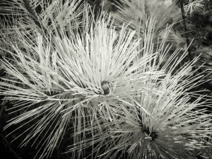 Infrared photograph, details of pine growing in an abandoned gravel pit.