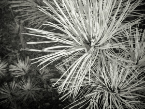 Infrared photograph, details of pine growing in an abandoned gravel pit. A broad leaf is captured on the tip of a pine branch.